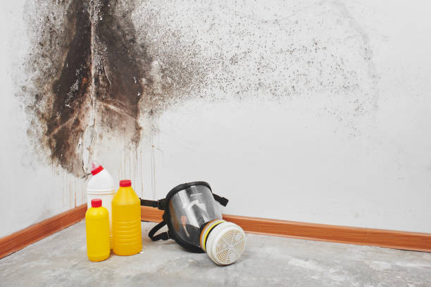 Best Mold Remediation  in Airport, CA