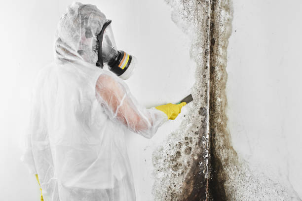 Best Local Mold Removal Service  in Airport, CA