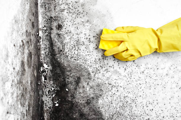 Best Home Mold Removal  in Airport, CA