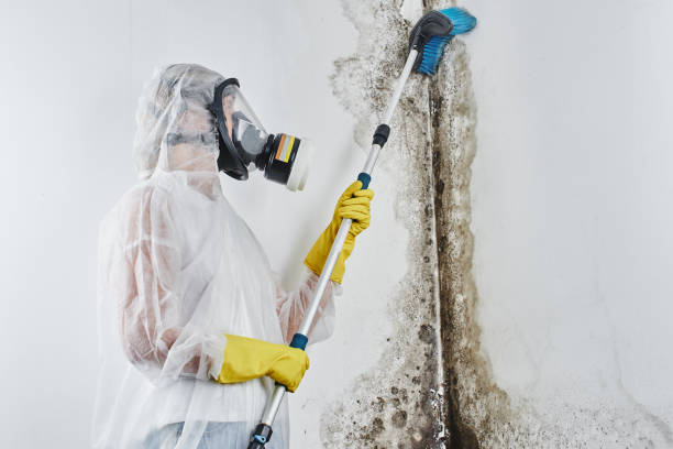 Mold Removal Process in Airport, CA