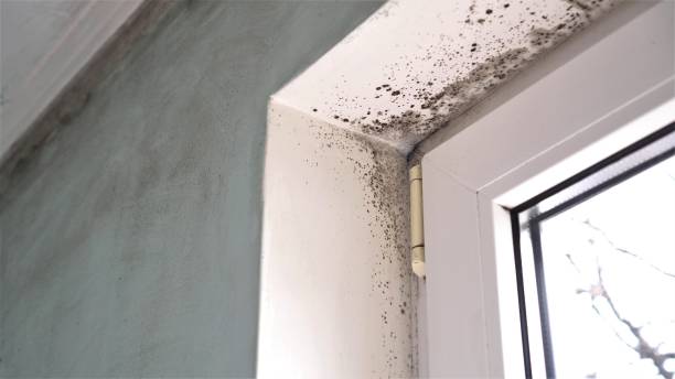 Best Attic Mold Removal  in Airport, CA