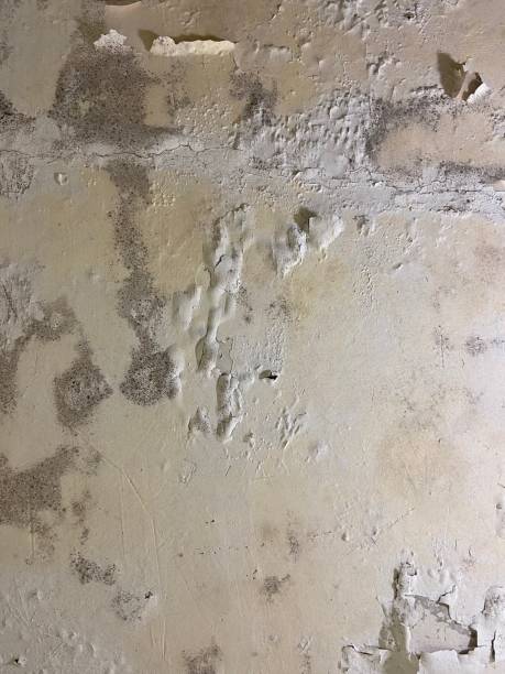 Best Affordable Mold Removal  in Airport, CA