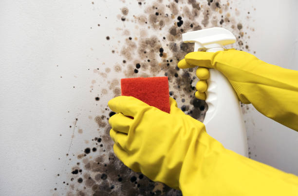 Best Residential Mold Removal  in Airport, CA