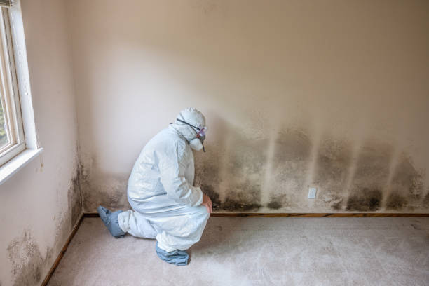 Best Emergency Mold Removal  in Airport, CA