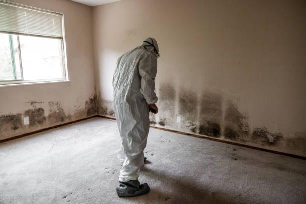 Best Office Mold Removal Services  in Airport, CA