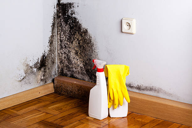 Best Black Mold Removal  in Airport, CA