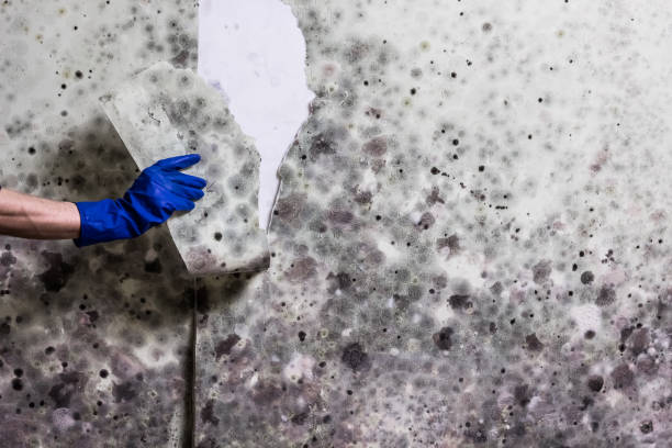 Professional Mold Removal in Airport, CA